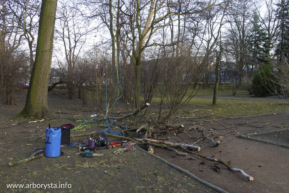 Arborysta - Pielęgnacja i Wycinka Drzew