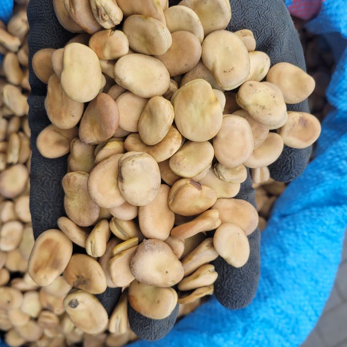 Bób oczyszczony Bizon WYSYŁKA Super JAKOŚĆ jasny 2025r