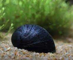 ślimak helmet bielsko