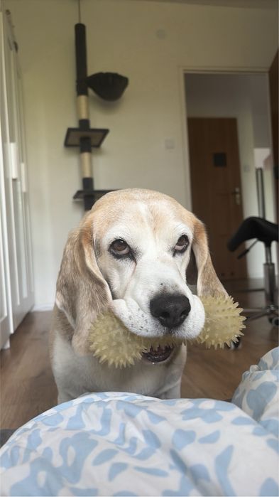 Piesek beagle szuka kochajacego domku