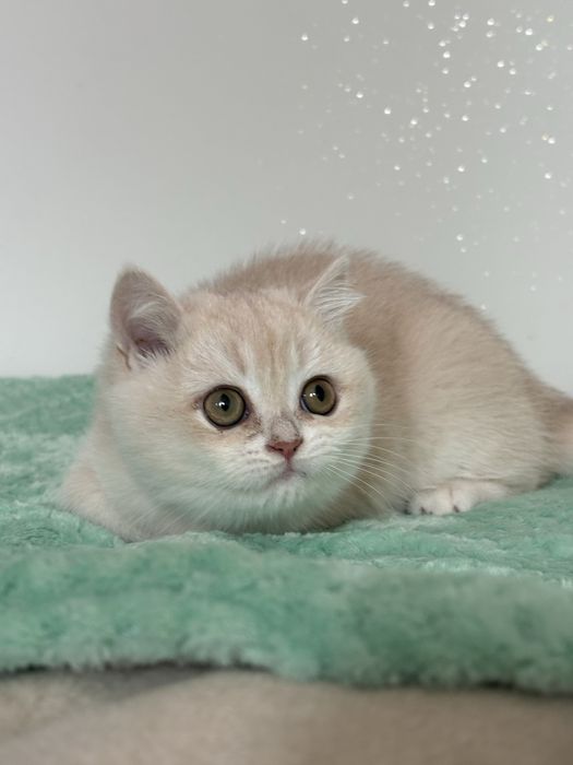 Chłopczyk brytyjski