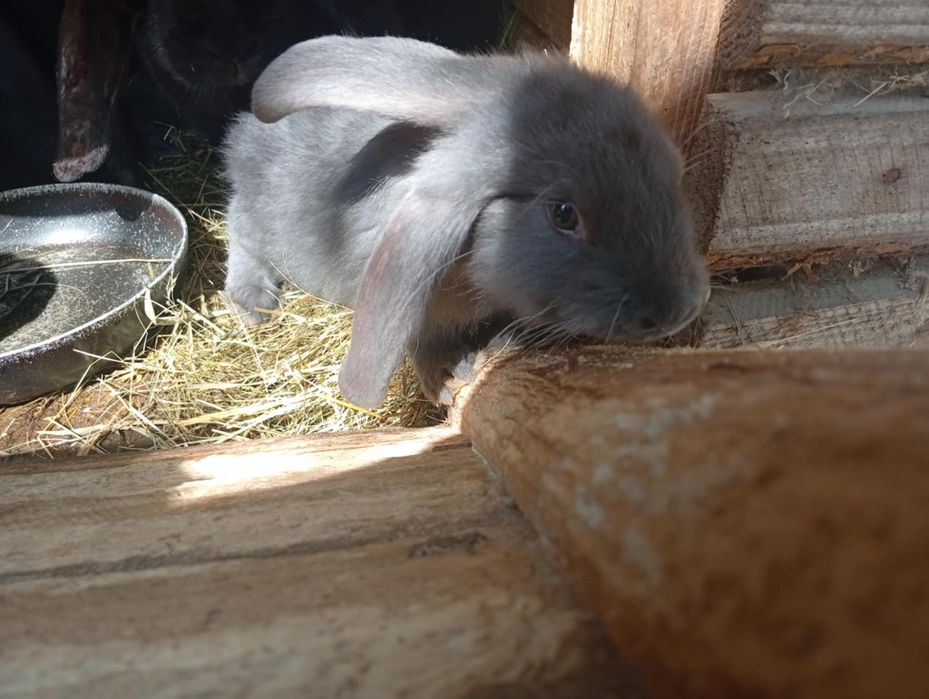 Króliki barany francuskie