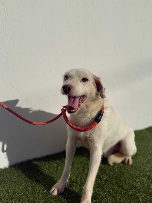 Cao para adoçao ( Fiel)