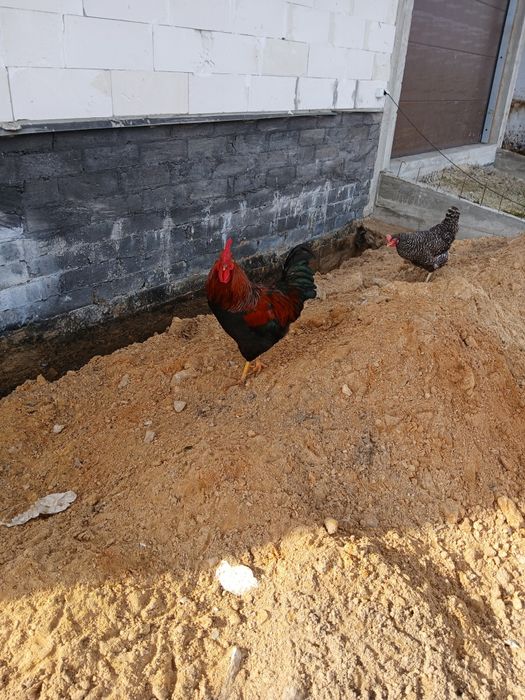 Sprzedam młodego koguta