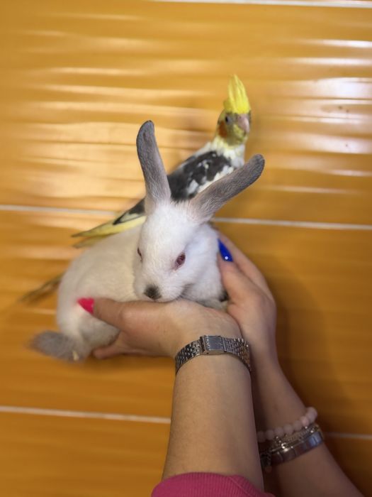 Декоративний карликовий кролик, ручні кроленята