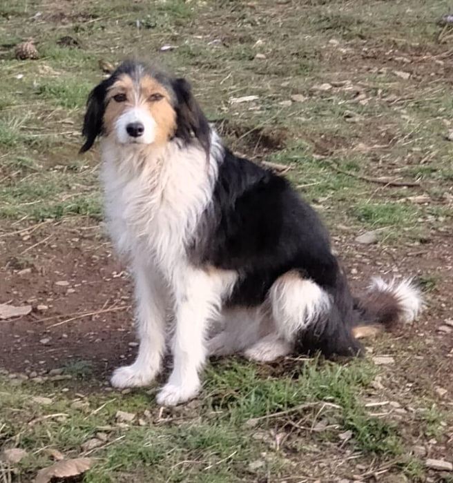 Cadelinha com 5 aninhos para adopção