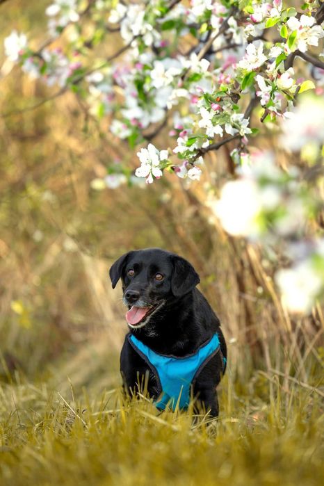 Migdał - młody, mały, wrażliwy - daj mu sznasę