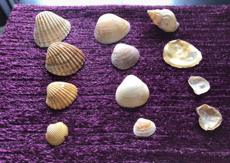 Conchas de praia