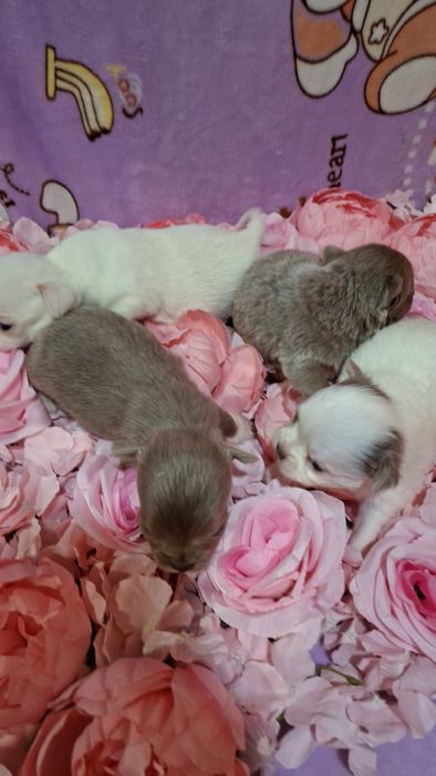 Чарівні малята чіхуахуа. Коббі тип.