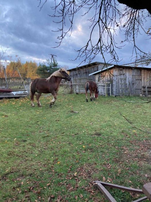 Klacz zimnokrwista maści kasztanowatej