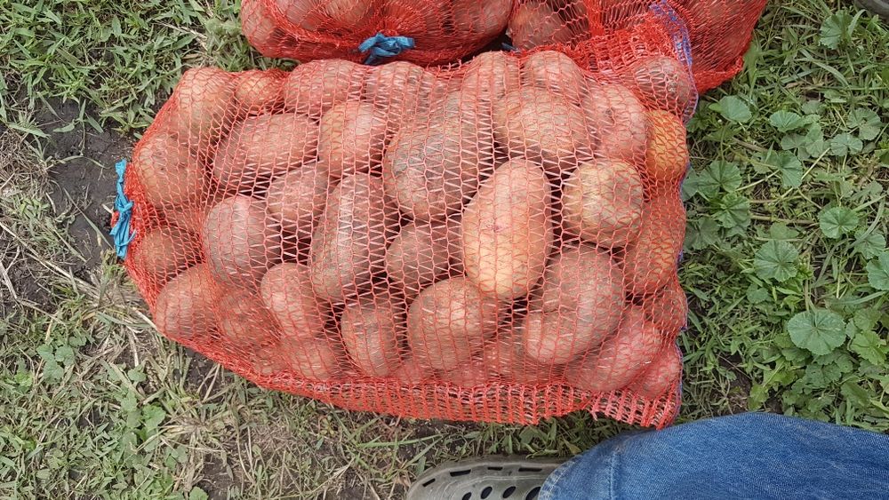 Домашня картопля