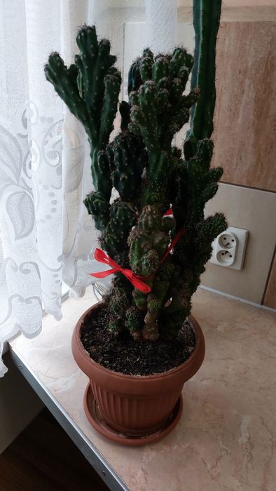 Duży kaktus Cereus peruwiański Monstruosus