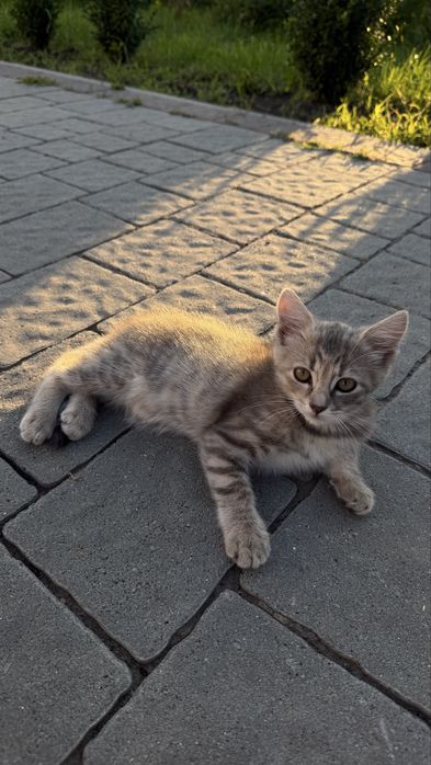 Віддамо в добрі руки