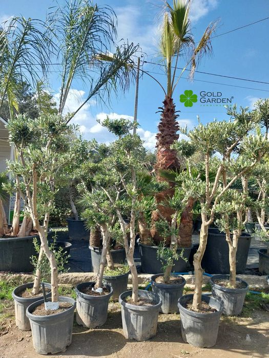 Oliveiras disponíveis! Jardim / Exterior / Plantas /