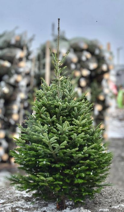 ОПТ Гурт Ялинка Нордман Nordmann VIP