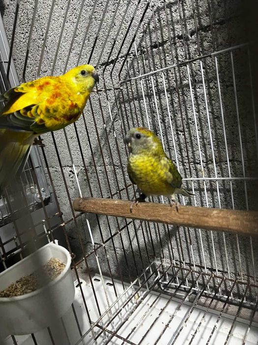 Red rumped casal