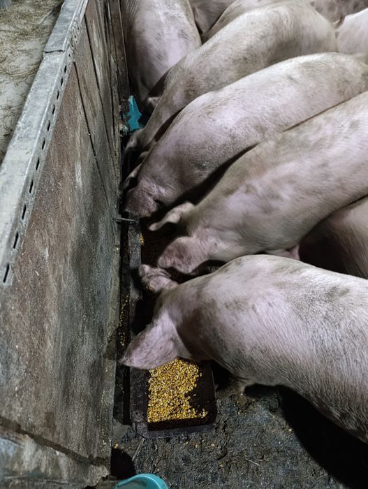 Продаються свині