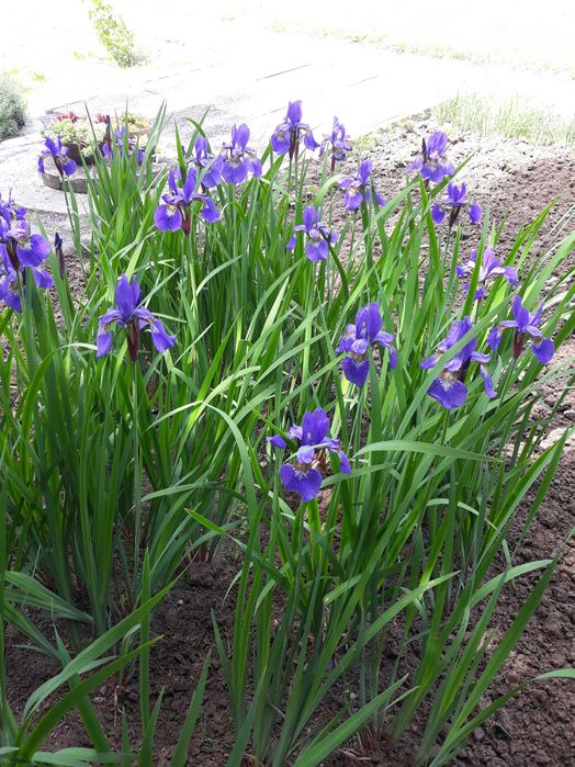 Nowy mięciutki golf