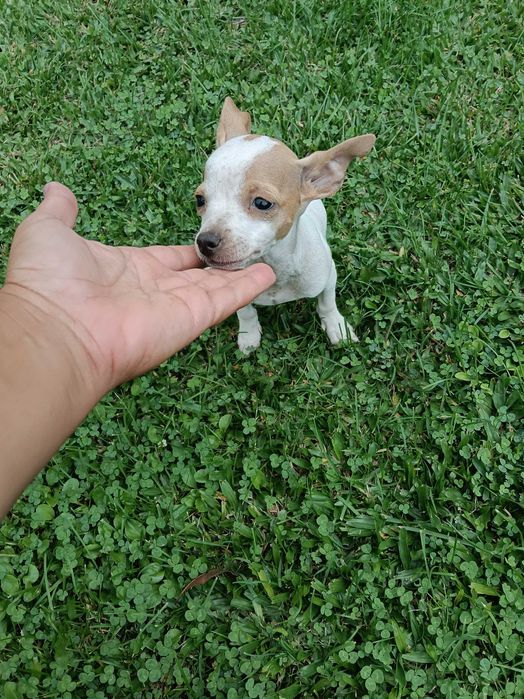 Pinscher fêmea linda