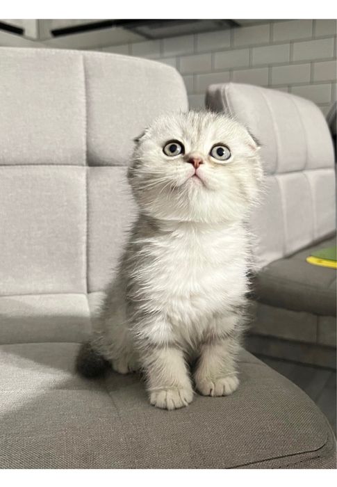 Срібна вислрвуха шиншила, котики, кошенята, кішка