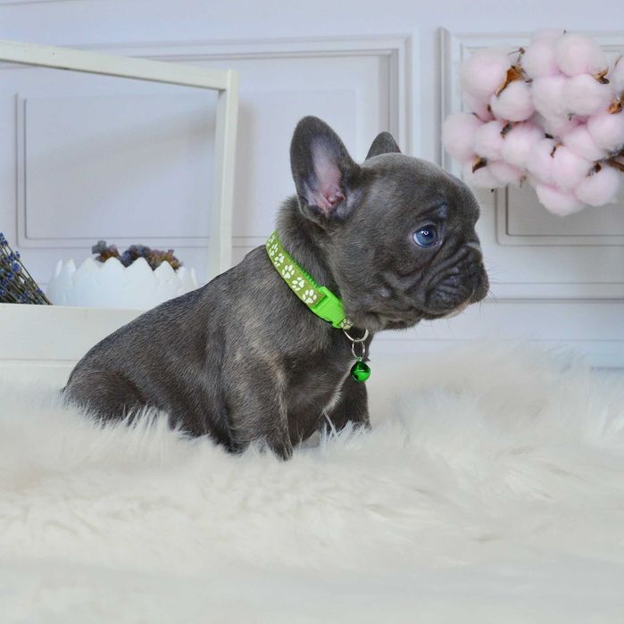 Прекрасні крихітки у пошуках люблячих родин!