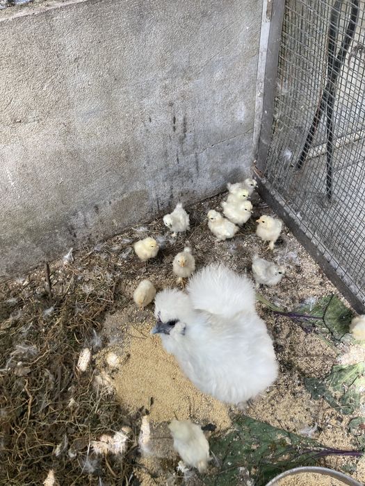 Vendo macho jovem 15€