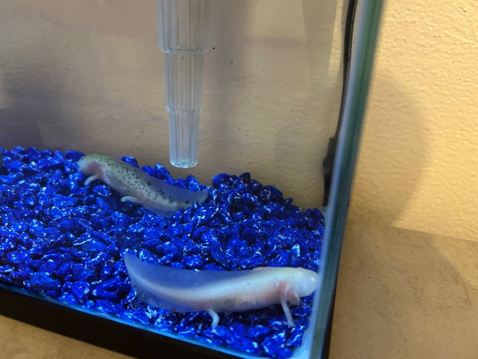 Axolotes el adoçao