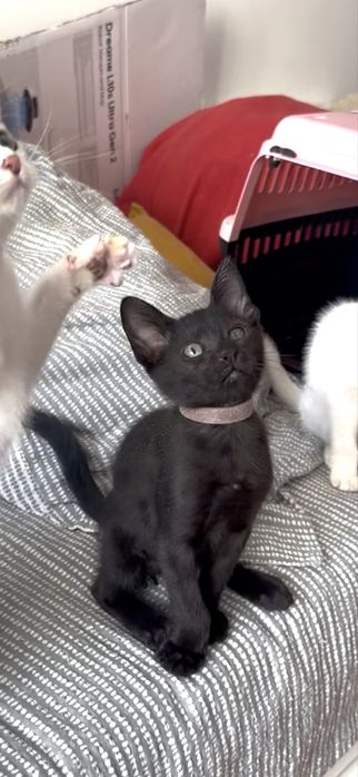 Gatinhos bebes para adoção
