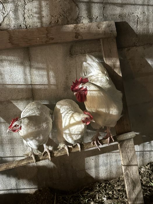 Vendo um trio de Marans Brancos