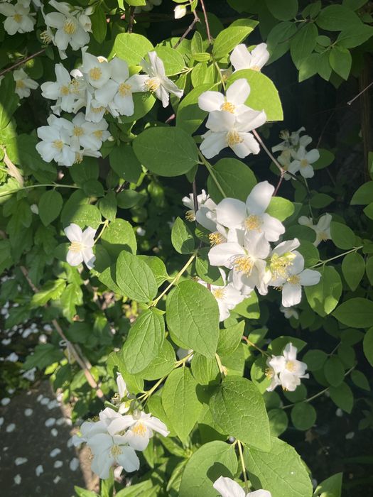 Жасмін , багаторічні рослини