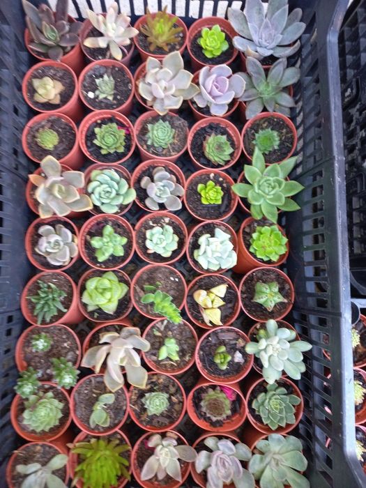Suculentas "mini"