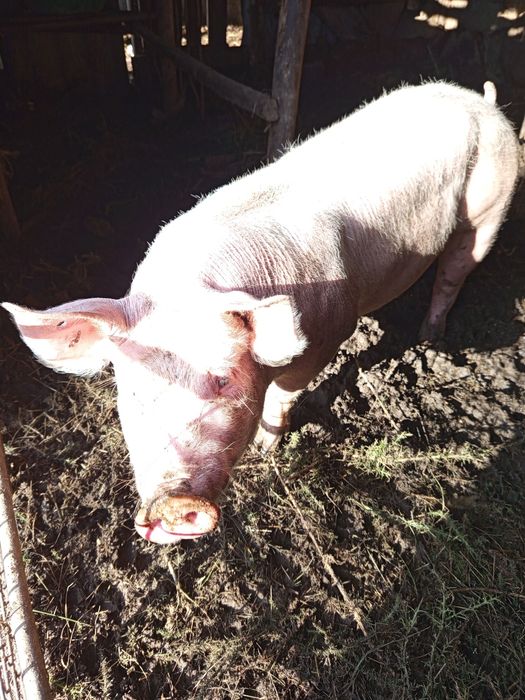 Vendo porca com 8 meses