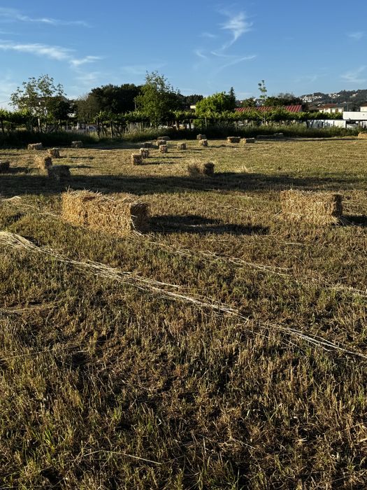 Palha de azevem 2025