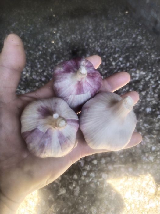 Продам чеснок сорт Любаша и Гулливер..