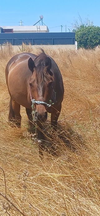 Cavalo montado e engatado