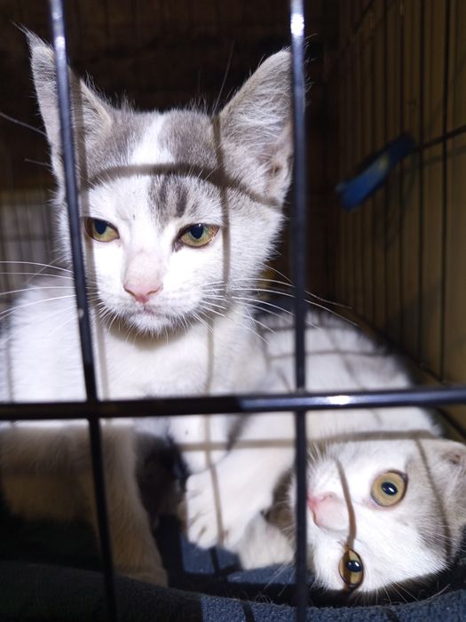 Котенок в хорошие руки