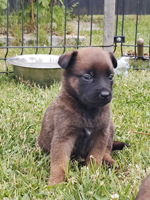 Owczarek Belgijski Malinois FCI