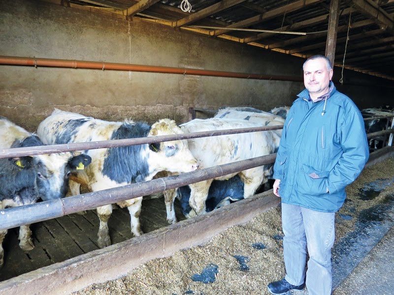 Продаю телята бики бикі