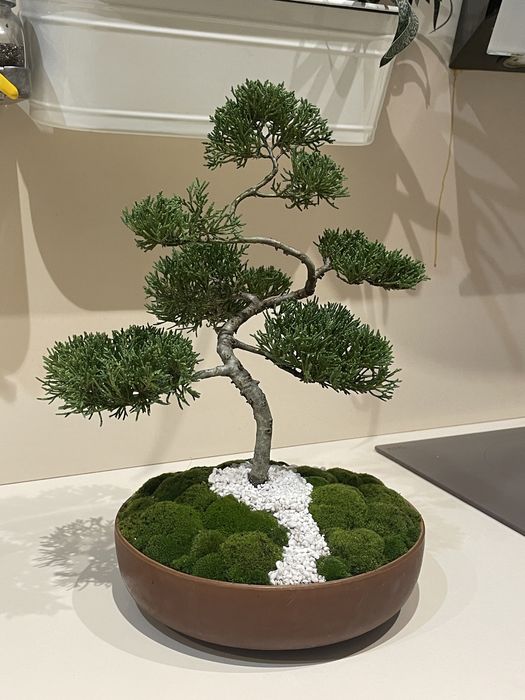 Planta Bonsai natural
