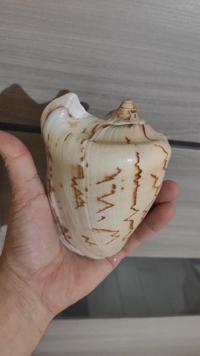 Ракушка большая   .