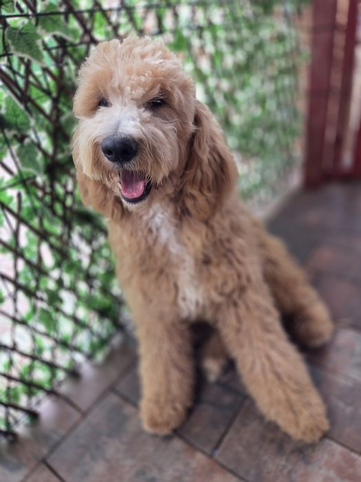 Goldedoodle f1 b Chłopiec medium