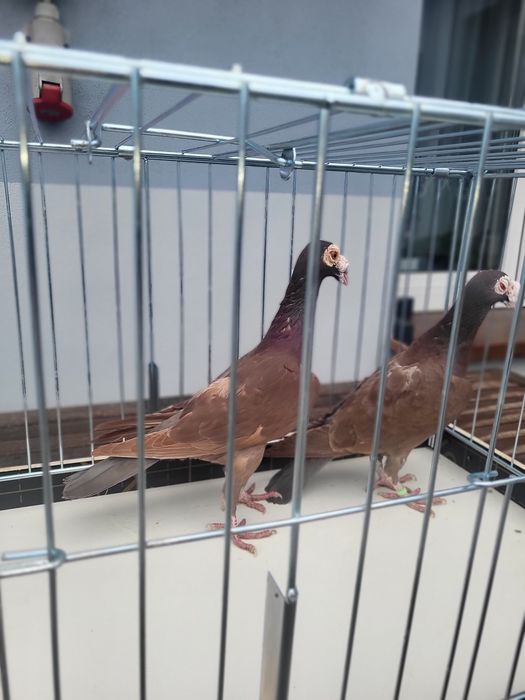 Gołębie Kariery Czerwone