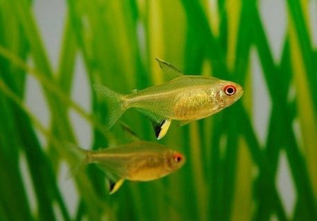 Tetra limao HYPHESSOBRYCON PULCHRIPINNI