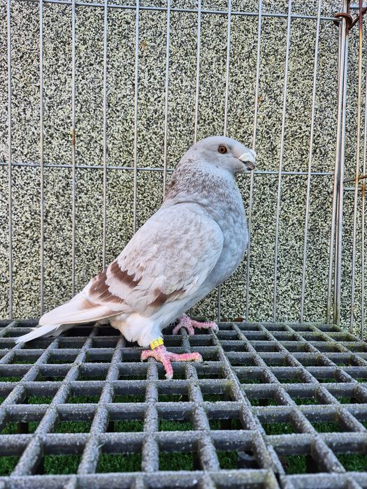 Show racer gołębie