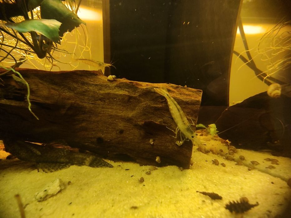 Krewetki Amano młode