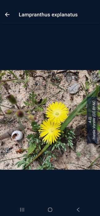 Planta decorativa de baixo consumo de agua, altura de vaso 30 cm.