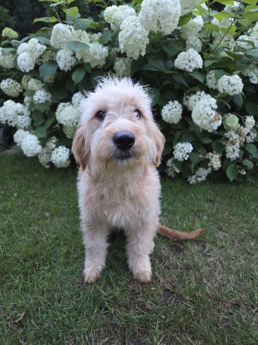 Goldendoodle mini piesek