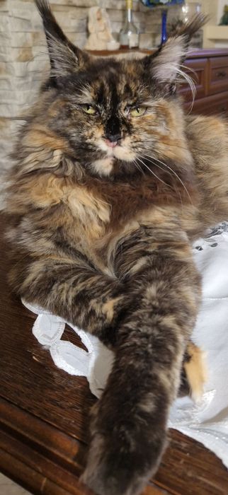 Kolorowa koteczka mainecoon ZAREZERWOWANA