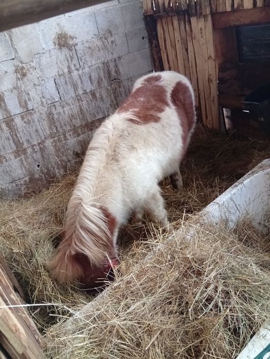 Vende-se pônei 6 anos ou troco
