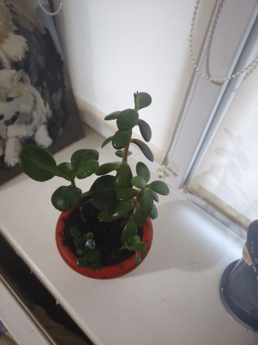 Набір рослинок грошове дерево каланхоє